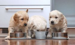 Unveiling the Canidae Goodness: A Comprehensive Review of Dog Food for Canine Health